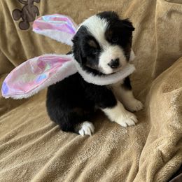 Australian Shepherd Puppies from Fly by Nite Australian Shepherds
