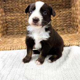 Reef - Red tri-color male Australian Shepherd puppy in Unionville, Iowa from Soap Creek Kennels