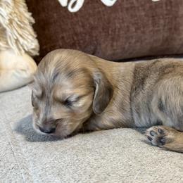 Cream dapple - Dapple male Dachshund puppy in Crestview, Florida from Neverending Dachies