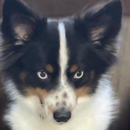Miniature Australian Shepherds and Toy Australian Shepherds from J & J Chicot Mini/Toy Aussies
