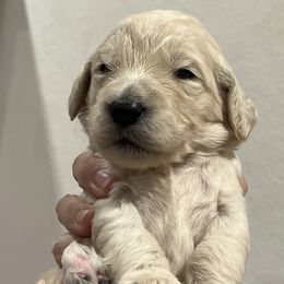 Girl 5 - Goldendoodle puppy in Cameron Park, California from Silkie Doodles