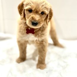 Goldendoodle Puppies from Dana Point Golden Doodles