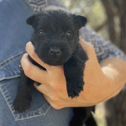 Scottish Terrier and Toy Australian Shepherd Puppies from Pecan Creek