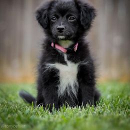 Aussiedoodle, Miniature Australian Shepherd, and Poodle Puppies from Woodwind Miniatures