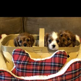 Cavalier King Charles Spaniel Puppies from Cavalier Kisses