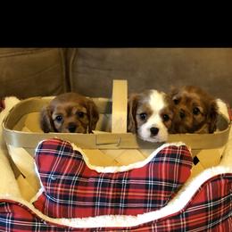 Cavalier King Charles Spaniel Puppies from Cavalier Kisses
