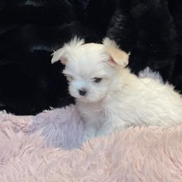 Reuben - White and tan male Maltese puppy in Bennettsville, South Carolina from Cottonwood Maltese