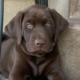 Labrador Retriever All Grown Up from Rocky Mountain Dogs - Utah