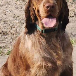 English Springer Spaniels from Sandpiper Bay ESS