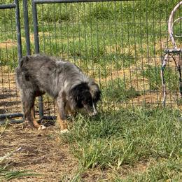 Koda - Blue merle male Miniature Australian Shepherd puppy in Oronogo, Missouri from Dutton's Show Me Farms