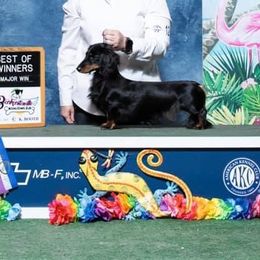 Ellie - Dachshund