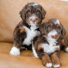 Australian Mountain Doodle Puppies from Brick House Farm Doodles