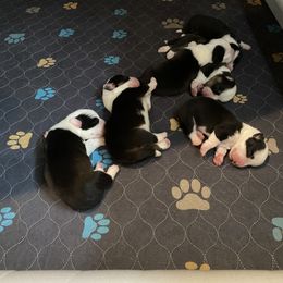 Cardigan Welsh Corgi puppies from RavenSong Dogs