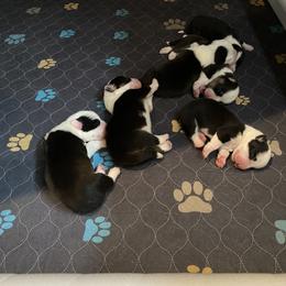 Cardigan Welsh Corgi puppies from RavenSong Dogs