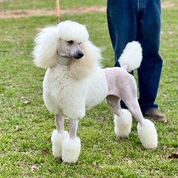 Helena - Poodle