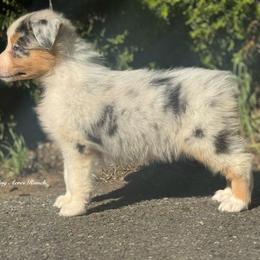 Skittles-bmf3 - Blue merle female Australian Shepherd puppy in Chehalis, Washington from Wandering Acres Ranch