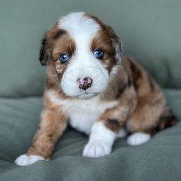 Pumpkin - Red tri-color male Aussiedoodle puppy in York, Pennsylvania from Loving Puppy Paws Kennel