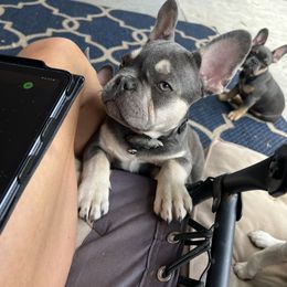 French Bulldog Puppies from Prestige French Bulldogs