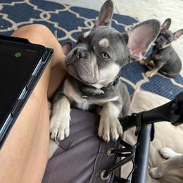 French Bulldog Puppies from Prestige French Bulldogs