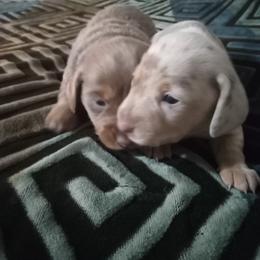 Dachshund Puppies from A&R Dachshund