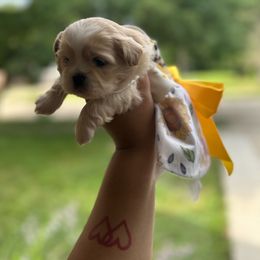 Shih Tzu Puppies from Diamond Paws LLC