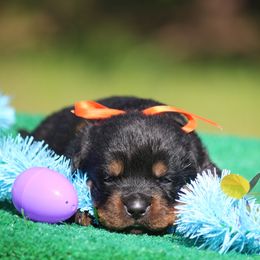 Duffle - Black and mahogany Rottweiler puppy in Uniontown, Alabama from CedarBluff Rottweilers