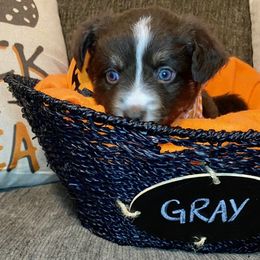 Miniature Australian Shepherd Puppies from Arch Hill Mini Aussies