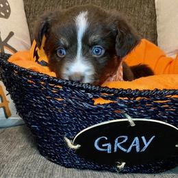 Miniature Australian Shepherd Puppies from Arch Hill Mini Aussies