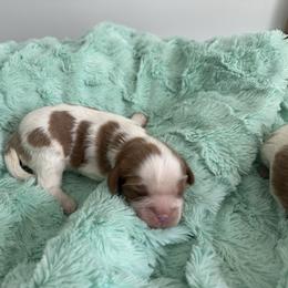 Boy 1 - Blenheim male Cavalier King Charles Spaniel puppy in Honeyville, Utah from Mike and Brandice Brown Performance Animals