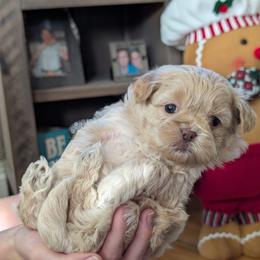 Cookie - Gold and white female Shihpoo puppy in Coshocton, Ohio from Forever Family Puppies