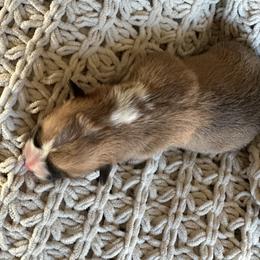 Daisy - Red female Pembroke Welsh Corgi puppy in Springfield, Missouri from Hansen Corgis