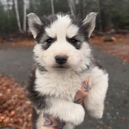 1 - Black and white female Siberian Husky puppy in Solon Springs, Wisconsin from Snowfall Siberians