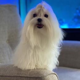 Annabelle - Maltese