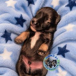 Gunner - Salt and pepper male Miniature Schnauzer puppy in Magalia, California from NorCal Schnauzers
