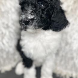 Wynonna (pink collar) - Parti Goldendoodle puppy in Modesto, California from HoneyBee’s Doodles and Poodles