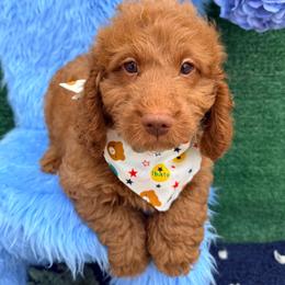 Jordan (Black) - Red  male Goldendoodle puppy in Miami, Florida from Katy's Toy Poodles & Doodles