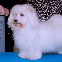 Biewer Terrier and Havanese All Grown Up from Lordocs