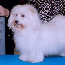 Biewer Terrier and Havanese All Grown Up from Lordocs