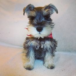 Miniature Schnauzer Puppies from Beard and Brows Miniature Schnauzers