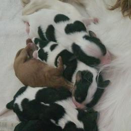 Cavalier King Charles Spaniel Puppies from Alexandra's Royal Cavaliers