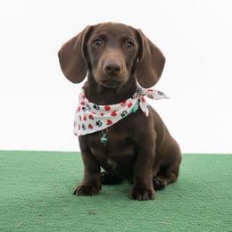 Buddy - Dachshund