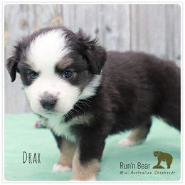 Drax - Black tri Miniature Australian Shepherd puppy in Talking Rock, Georgia from Run'n Bear Mini Aussies
