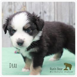 Drax - Black tri Miniature Australian Shepherd puppy in Talking Rock, Georgia from Run'n Bear Mini Aussies