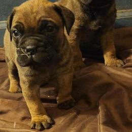 Orange female - Red female Bullmastiff puppy in South Attleboro, Massachusetts from Bessettes Bullies