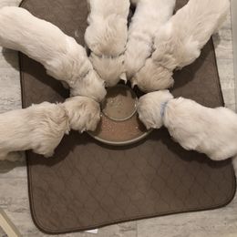 Golden Retriever, Poodle, and Shih Tzu Puppies from Shih Tzu Castle & Platinum Paws