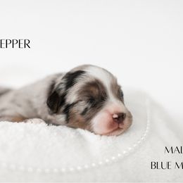 Miniature Australian Shepherd Puppies from Kari's Mini Aussies