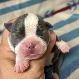 Elsa - Blue female Boston Terrier puppy in Corning, California from SB Bostons / Raksha Malinois