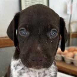 Girl 4 - Liver roan female German Shorthaired Pointer puppy in Beaverdam, Virginia from Harts Hill Kennel