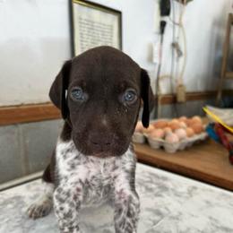 Girl 4 - Liver roan female German Shorthaired Pointer puppy in Beaverdam, Virginia from Harts Hill Kennel