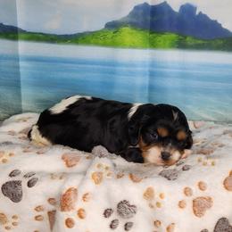 Harper - Tri-color female Cavalier King Charles Spaniel puppy in Marshfield, Missouri from Clearview Kennels